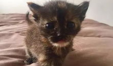 猫的视频,跟随猫咪视频，领略萌态百出